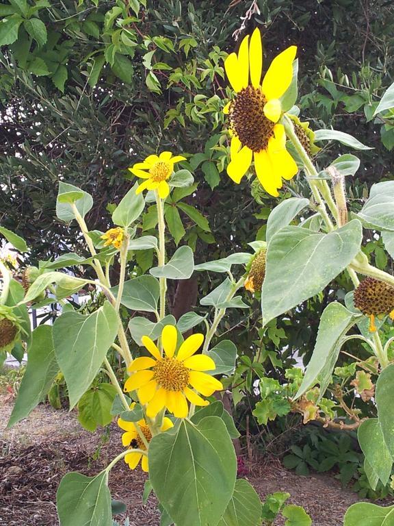 奥斯提亚公寓 Platis Gialos  外观 照片